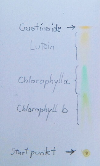 Papierchromatographie von grünen Blättern