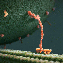 Ein Kinesin-Molekül läuft mitsamt Geschenkesack über ein Aktin-Filament