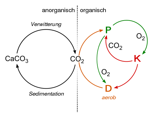 503px-Carbon_oxygen_cycle_aerobic.svg