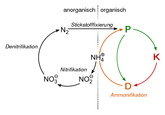 557px-Nitrogen_cycle.svg