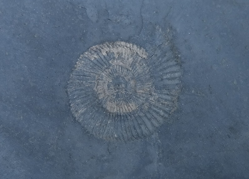 Fossilien gefunden: Ammonit, Ohmden bei Holzmaden