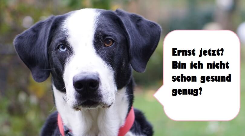 Veganes Für Hund Und Katze Wie Natürlich Ist Das