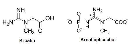 Kreatin und Kreatinphosphat: bei veganer Ernährung nur als Lebensmittel- oder Futterzusatz zu haben