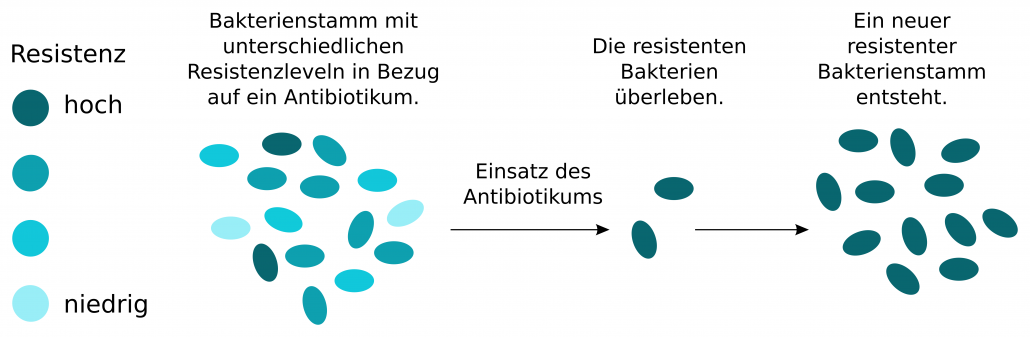 Backterienstamm mit unterschiedlichen Resistenzleveln wir mit Antibiotikum bekämpft. Resistene Bakterien überleben. Resistenter Stamm entsteht.