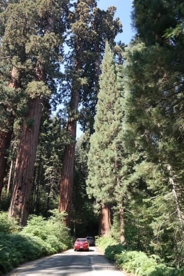 Zufahrt zum Sequoia Nationalpark