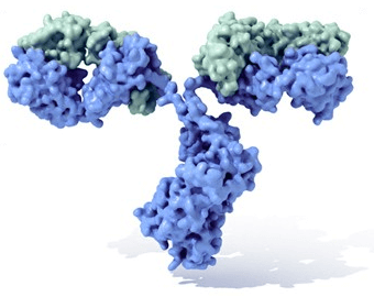 Antikörper - Modell
