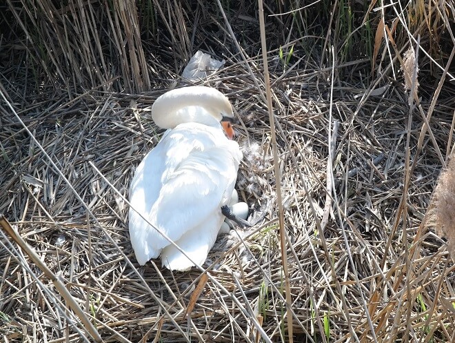 Höckerschwan mit Gelege im Schilf 