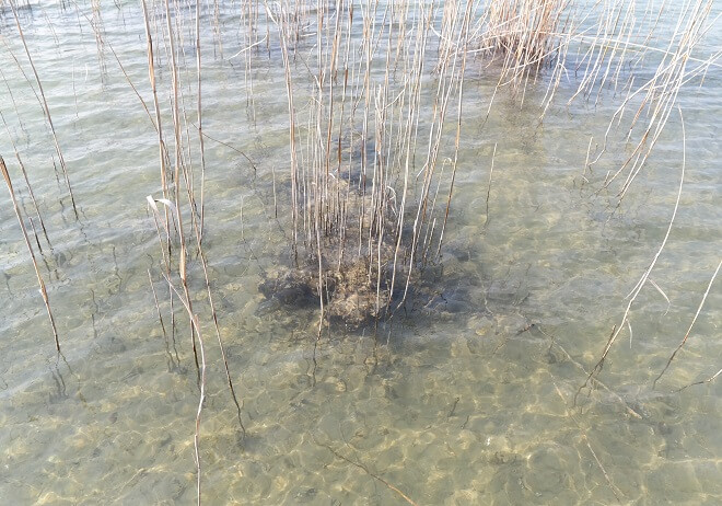 ausnehmend klares Wasser im Zürichsee