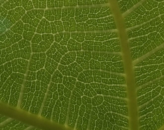 Feigenblatt Makroaufnahme Gegenlicht