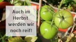 lecker und hübsch anzusehen: reifende Tomaten