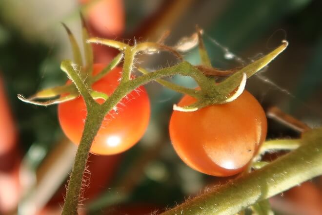 Sehen nicht nur lecker aus - schmecken auch: In Wärme und Licht am Strauch reifende Tomaten