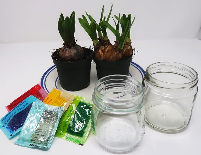 Material : Zwiebelpflanzen, Hydroperlen, leere Gläser