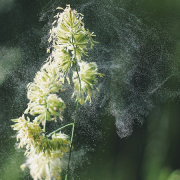 Grasblüte und fliegende Pollen