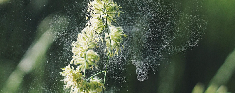 Grasblüte und fliegende Pollen