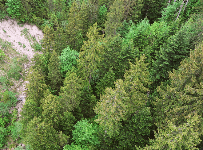 Baumwipfel von oben