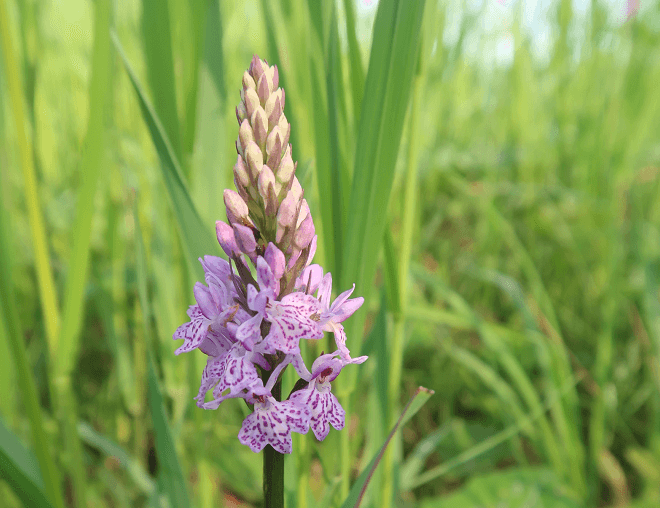 Knabenkraut - wilde Orchidee