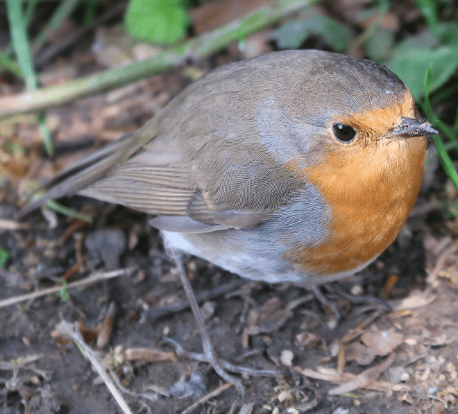 Rotkehlchen