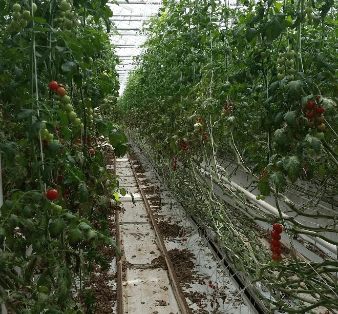 Datteltomaten im Versuchs-Gewächshaus