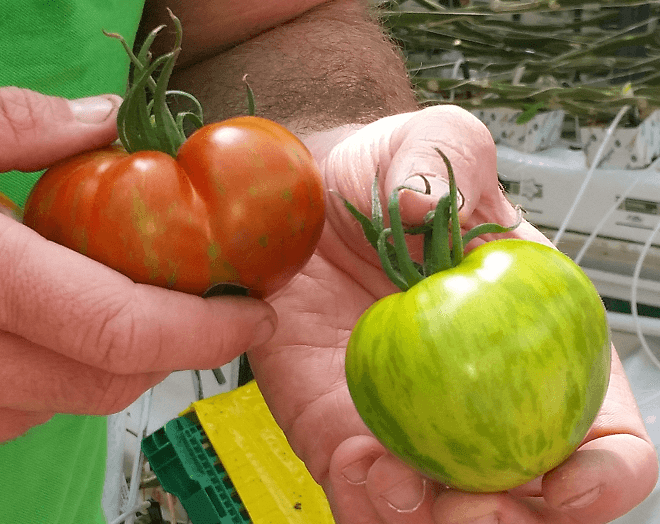 Reife Zebratomaten in Rot und Grün