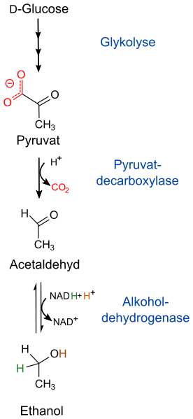 Gärung: Aus Pyruvat wird Ethanol. Dabei wird ein Molekül CO2 frei und ein Molekül NAD+ rezykliert.