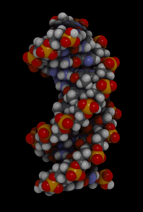 Molekülmodell eines DNA-Abschnitts