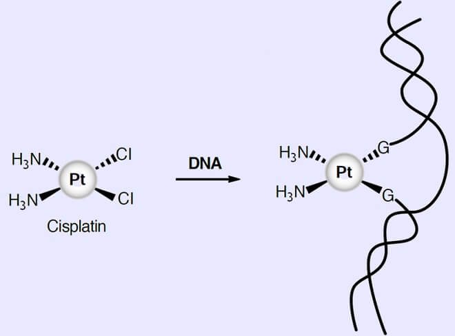 Cisplatin, ein nach wie vor häufig genutztes Medikament zur Chemotherapie, lagert sich an DNA an.