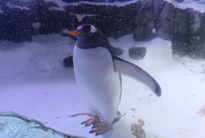 Der Eselspinguin betrachtet uns Besucher genauso neugierig wie wir ihn.