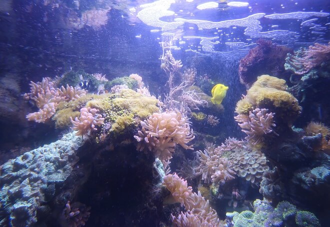 Wer findet Nemo im Korallenbecken?