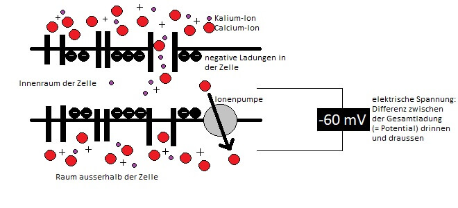 Schema für eine Schrittmacherzelle: positive Ladungen sammeln sich draussen, negative drinnen. Durch Ionenkanäle dringen positive Ionen durch die Aussenhülle in die Zelle.
