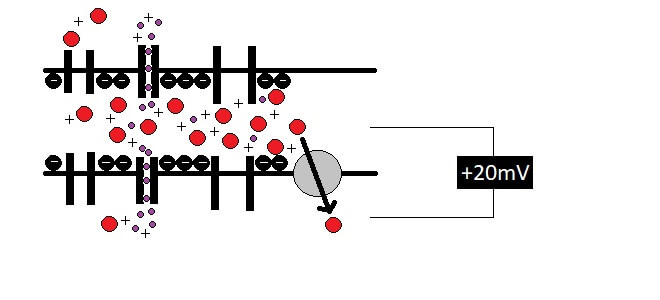 Schema für eine Schrittmacherzelle: Die Spannung wird wieder aufgebaut.