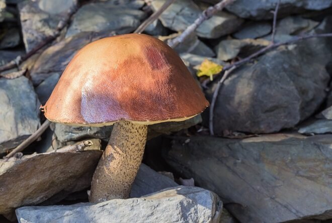 Röhrling wächst zwischen Steinen