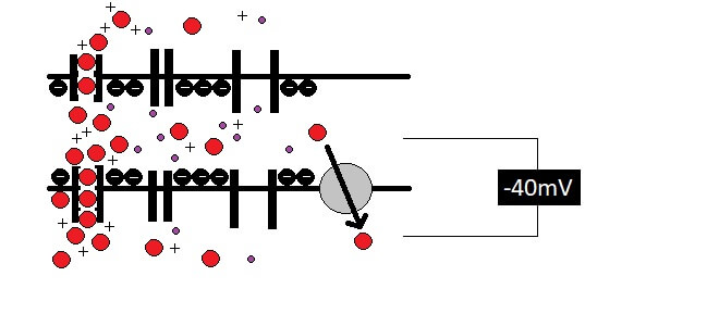 Schema für eine Schrittmacherzelle: Das Schwellenpotential ist erreicht, Calcium-Kanäle öffnen sich.