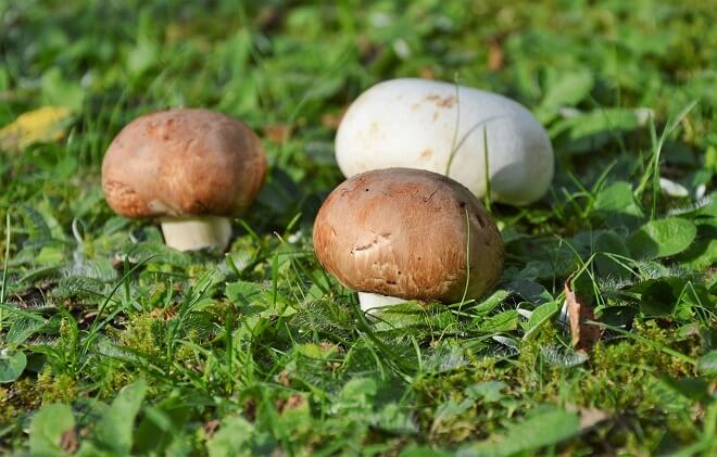 Wiesenchampignons