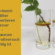 Experiment: Blätter transportieren Wasser - und warum ein Kontrollversuch wichtig ist