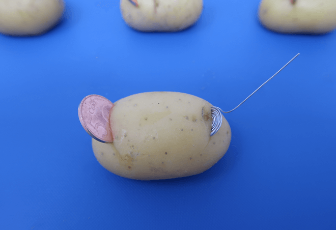 Eine Kartoffelbatterie ohne angeschlossene Drähte