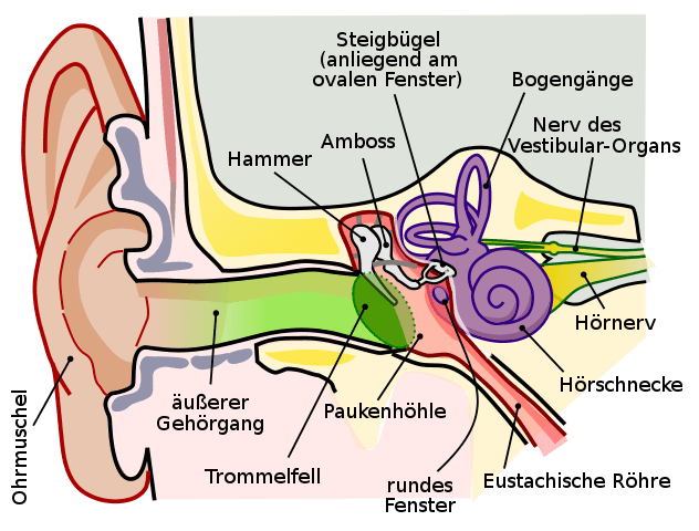 Anatomie des menschlichen Ohrs