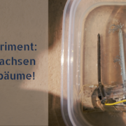 Experiment: So wachsen Zinkbäume!